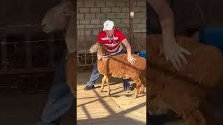 3 айлык Арашан козусуна Баа бериниз  Жонокой козудан айырмаланабы?? #арашанские_овцы