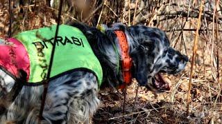 Caccia alla beccaccia | Short hunting film