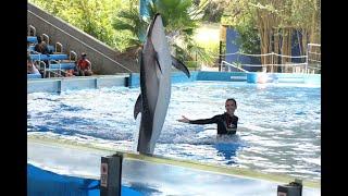 Ocean Discovery (Belugas and Pacific-White-sided Dolphins) Full Show at SeaWorld San Antonio 5/26/19