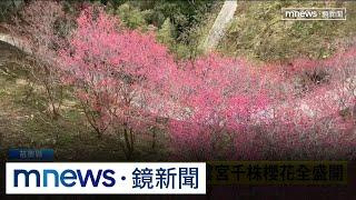 苗栗藏賞櫻秘境！　協雲宮千株櫻花全盛開｜#鏡新聞