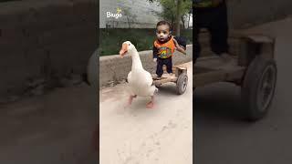 Kuku fek video