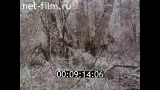 лесные люди часть 1