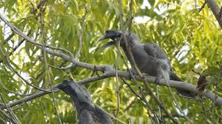 Indian Grey Hornbills Mating Call n enjoying berries