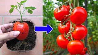 You won't believe it when you see this  You can propagate any plant at home | Relax Garden