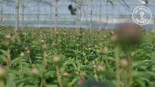 The peonies in the greenhouse with the brothers Zwagerman