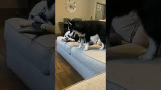 Siberian husky puppies fighting for horn #husky #dog #huskylife #huskydog