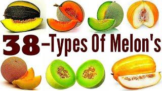 38 - Types Of Melon"s / Catagory Of Melon"s / Fresh Melon"s / Melon"s  Cultivation / Melon"s Farming