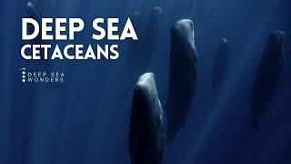 Cetaceans, the Giants of the Open Ocean