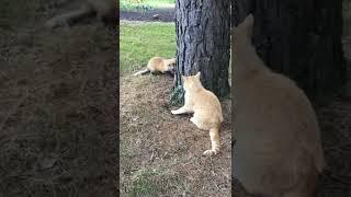 Fox against cat