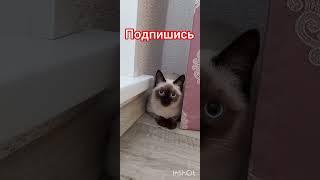 Котенокс улицы-счастье в доме️‼️