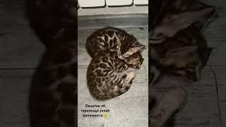 #bengal #бенгальскиекотята #бенгальскаякошка #мушуклар #mushukchalar #mushuk