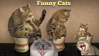 LoL Cats #cat #cats #funny