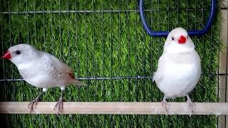 Silver Diamond Firetail & Black Firetail Finch