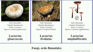 Fungi, ordo Russulales lactarius fungus amara modesta glaucescens Jammy Baltazaria camphoratus