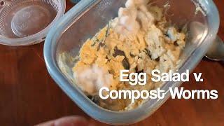 Compost Worms v. Egg Salad - Vermicompost Experiment Start to Finish