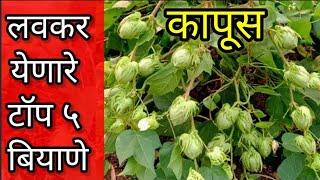 कापूस लवकर येणारे टॉप ५ बियाणे l