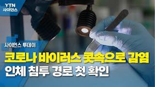 "코로나 바이러스 콧속으로 감염"...인체 침투 경로 첫 확인 / YTN 사이언스