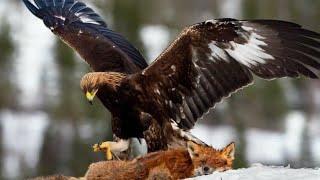 Eagles captures a Goat  Amazing Raptor and Eagle vs fox monkey and snake #youtube #animals #eagles