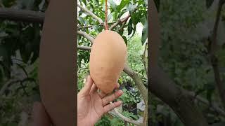 Very sweet mango in GreenLand Nursery India, plant available -️8918494093#india #mangogarden #mango