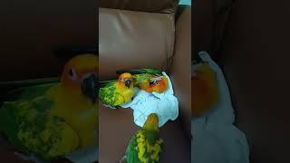 My three beautiful girls || Sun Conure, Tina, Ziggy and Roe