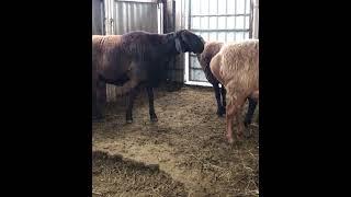 Кочкар линии Ходжи Мирзокарима #гиссар #арашан