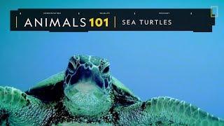 101動物教室：海龜《國家地理》雜誌