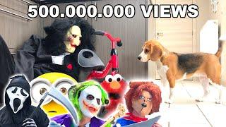 Louie The Beagle : TOP 10 VIRAL VIDEOS COMPILATION