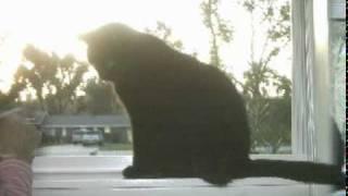 My Kirby Cat  4-6 2011