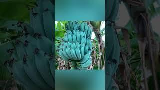 " Blue on the Menu: The Unusual Science of Blue Bananas! #didyouknow #shorts"