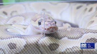 MassMutual center in Springfield hosts Show Me Reptiles event