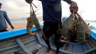 Life Of Sri Lankan Fishermen, big shrimp catching | Fishing In Sri Lanka #IslandFishing#