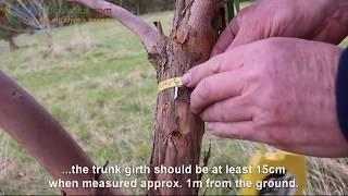 How to prune a Eucalyptus Tree: the Hardy Eucalyptus Pruning Guide