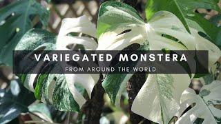 Variegated Monstera Deliciosa Small Leaf Borsigiana Albo from Around the World | Ep 5