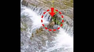 Refusing Mother’s Lead, These Ducklings Prove Their Bravery with a Better Route! 
