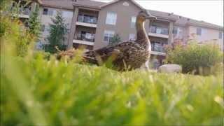Summer With the Ducks