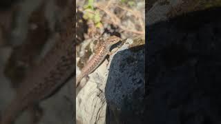 Alligator Lizard In The Canadian Mountains. #lizard #outdoors #mountains #nature