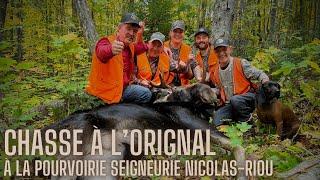 Chasse à l'ORIGNAL à la pourvoirie Seigneurie Nicolas Riou