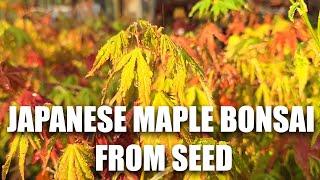 How to grow Japanese Maple from seed to Bonsai