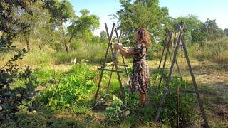 The season of growth - Things change on our off-grid homestead in Portugal