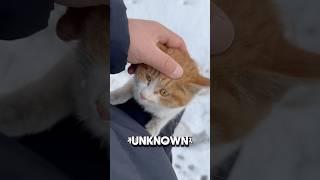 Stray Cat Climb Man To Avoid Snow ️#cat #catshorts #orange