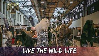 From Hunt to Display: The True Art of Taxidermy