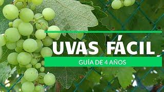 OBTENGO UVAS FÁCILMENTE. - bitácora de 4 años-  MARAVILLA, en 11 minutos