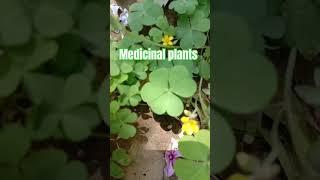 Do you know this plant ? #oxalis#terracegarden#gardening#herbal#nature #ayurveda