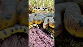Анаконда.#змея #анаконда