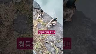청둥오리의 휴식?! #힐링 #건강 #여행 #당연히 #당신에게 #힐링 #행복