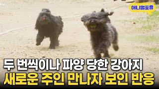 두 번 파양 당한 강아지가 새로운 주인 보자 보인 반응 | KBS 동물극장 단짝 220521 방송