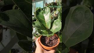 고급스러운 떡갈잎 고무나무 #식물 #식물키우기 #plants #베란다정원 #힐링 #떡갈잎고무나무 #고무나무