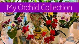 My Orchid Collection  #orchid #orchids #plants #nature #flowers