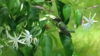 Jasmine Attracts Hummingbirds