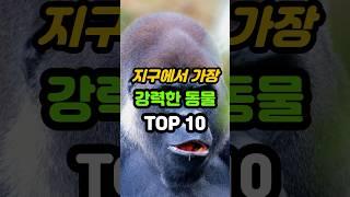 지구에서 가장 강력한 동물 TOP10 #sorts